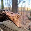Pieśń Dzikiego Lasu – głowa wilka / Song of the Wild Forest – wolf head